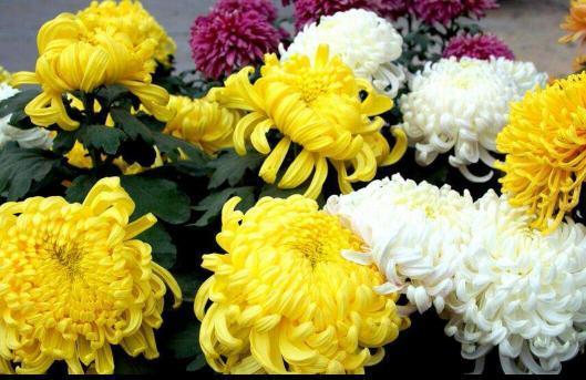 氧化菊最新爆料视频,揭秘神秘事件背后真相  第2张